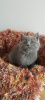 Additional photos: Male and Female British Shorthair Kittens