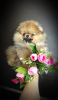 Photo №3. Pomeranian Spitz, puppies. Mini bears. Belarus