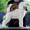 Additional photos: Royal/Large Poodle puppy