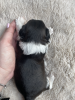 Additional photos: Shih-Tzu ZKwp FCI - Stelle Tibetane (FCI)