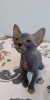 Photo №2 to announcement № 100837 for the sale of donskoy cat - buy in Russian Federation breeder