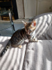 Photo №4. I will sell bengal cat in the city of Temple. private announcement - price - 350$