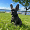 Photo №2 to announcement № 20564 for the sale of french bulldog - buy in Ireland private announcement