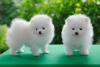 Photo №2 to announcement № 88503 for the sale of pomeranian - buy in Germany private announcement