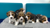 Photo №1. beagle - for sale in the city of Vilnius | negotiated | Announcement № 75137