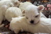 Photo №2 to announcement № 107198 for the sale of maltese dog - buy in United States 