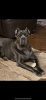 Photo №1. cane corso - for sale in the city of Berlin | 1057$ | Announcement № 40414