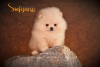 Additional photos: Purebred Pomeranian Boo puppies