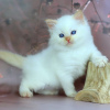 Photo №1. siberian cat - for sale in the city of London | 264$ | Announcement № 121995