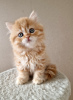 Photo №4. I will sell scottish fold in the city of Permian. from nursery - price - 260$