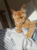 Photo №2 to announcement № 20125 for the sale of maine coon - buy in Poland breeder