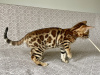 Photo №1. bengal cat - for sale in the city of Zelenograd | 260$ | Announcement № 121056