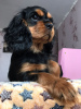Photo №1. cavalier king charles spaniel - for sale in the city of Kaluga | 1302$ | Announcement № 39196