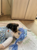 Additional photos: Yorkshire terrier mini