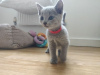 Photo №1. russian blue - for sale in the city of Гамбург | 317$ | Announcement № 123428