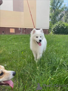 Photo №2 to announcement № 7245 for the sale of samoyed dog - buy in Belarus private announcement