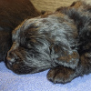 Additional photos: Sale of puppies