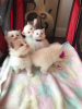 Photo №3. Vaccinated Ragdoll Kittens ready for Sale to loving homes. United States