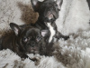 Photo №1. french bulldog - for sale in the city of Copenhague | Is free | Announcement № 119473