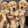 Photo №4. I will sell golden retriever in the city of Queensferry. private announcement - price - 423$