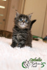 Photo №3. Maine Coon Girl Super Chic. Russian Federation