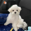 Photo №4. I will sell maltese dog in the city of Munich. breeder - price - negotiated