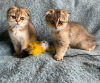 Photo №3. male and female Scottish Fold kittens. United Kingdom