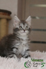Photo №4. I will sell maine coon in the city of St. Petersburg. private announcement, from nursery, breeder - price - 528$