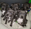 Photo №1. american staffordshire terrier - for sale in the city of Southampton | 740$ | Announcement № 75570
