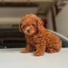 Photo №2 to announcement № 45233 for the sale of poodle (royal) - buy in Slovakia private announcement