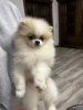 Photo №2 to announcement № 37241 for the sale of pomeranian - buy in Germany 