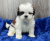 Photo №1. shih tzu - for sale in the city of Berlin | Is free | Announcement № 125079