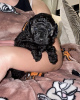 Photo №1. poodle (dwarf) - for sale in the city of Tennessee City | 260$ | Announcement № 82241
