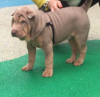 Photo №4. I will sell shar pei in the city of St. Petersburg. private announcement - price - 828$