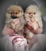 Photo №1. pomeranian - for sale in the city of Minsk | 300$ | Announcement № 94116