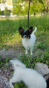 Photo №3. Papillon puppy. FCI. Canada