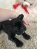 Additional photos: french bulldog