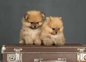 Photo №4. I will sell german spitz in the city of Cherepovets. private announcement - price - 469$