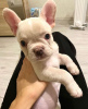 Photo №1. french bulldog - for sale in the city of Texas City | 750$ | Announcement № 87222