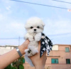 Photo №4. I will sell maltese dog in the city of Hamilton. breeder - price - 250$