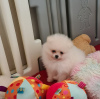 Photo №1. pomeranian - for sale in the city of Indian Wells | 380$ | Announcement № 97067