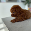 Photo №4. I will sell poodle (dwarf) in the city of Пигс-Пик. private announcement - price - negotiated