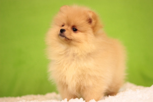 Additional photos: Pomeranian Spitz