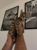 Photo №4. I will sell bengal cat in the city of Berlin. private announcement - price - 338$