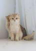 Photo №4. I will sell british shorthair in the city of Zaporizhia. breeder - price - 700$