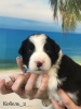 Photo №4. I will sell border collie in the city of Barnaul. breeder - price - 1953$