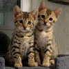 Photo №1. bengal cat - for sale in the city of Birmingham | negotiated | Announcement № 123510