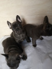 Photo №4. I will sell french bulldog in the city of Munich. private announcement, breeder - price - 402$