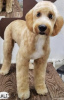 Photo №4. I will sell labradoodle in the city of Kovilj. breeder - price - negotiated