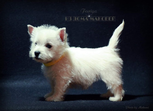Additional photos: West Highland White Terrier from a superb pair!